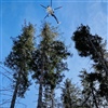 "stehend" wird dieser Baum von Roger und Remo aus dem Wald geflogen...