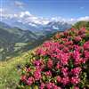 Alpenrosen auf der Sayser Alp